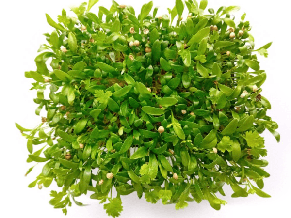 microbrotes cilantro hojas