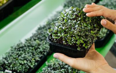 Del Lujo a la Revolución Nutricional:  los microbrotes o microgreens