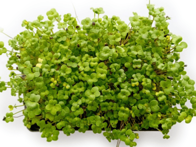 microbrotes brócoli hojas