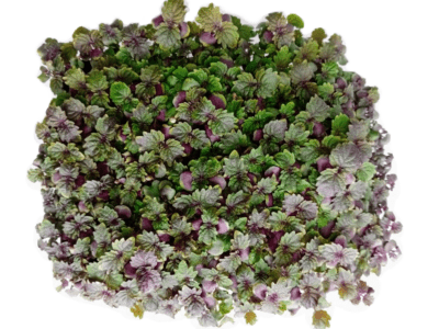 microbrotes perilla shiso hojas