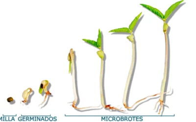 ¿Qué son los microbrotes?