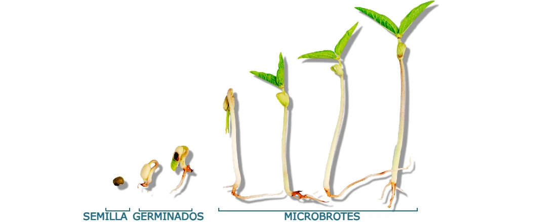 Crecimiento microbrotes frijoles mungo